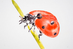 Ladybird watercolour by Lorna Markillie