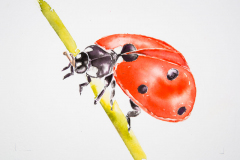 Ladybird watercolour by Lorna Markillie