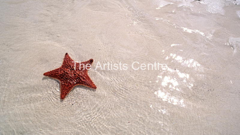 Starfish sand and sparkling waters of the Bahamas Abacos