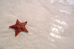 Starfish sand and sparkling waters of the Bahamas Abacos