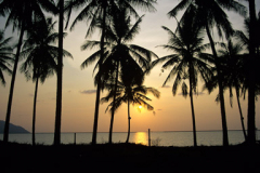 Sunset in palms in foreground Langkawi Malaysia