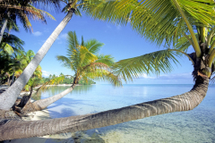 Palm trees hanging over tropical beach Tahaa French Society Islands